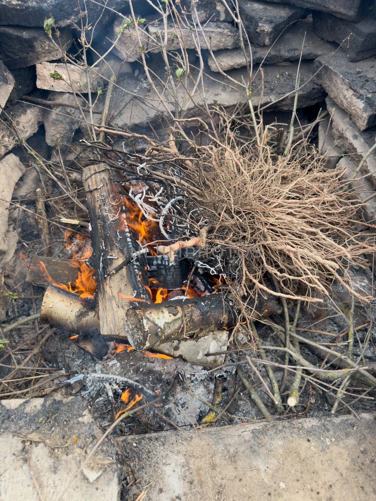 branches of tree roots lie in the fire