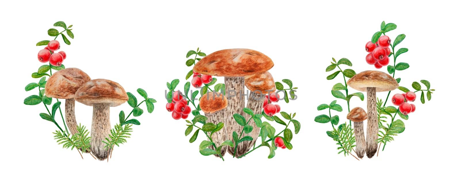 Clip art collection of forest wild red berries and edible mushrooms. Realistic watercolor botanical illustrations of juisy cranberry, cowberry and boletus for prints, fabric, postcards, menus, sticker by florainlove_art