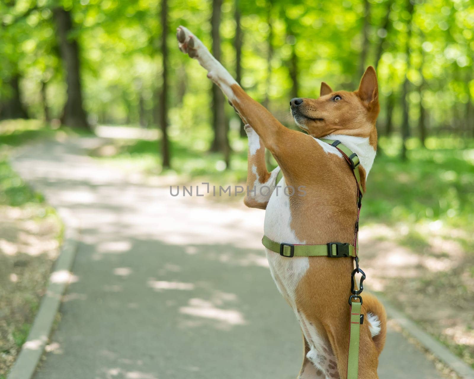 African barking basenji dog on hind legs in the park