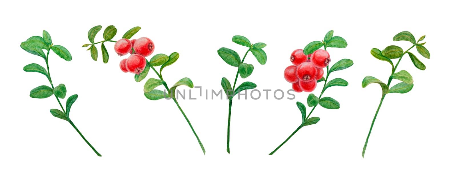 Wild red berries watercolor hand drawn botanical realistic illustration, clip art. Collection of forest cranberry, cowberry branches for printing on fabric, postcards, invitations, menus, packing by florainlove_art