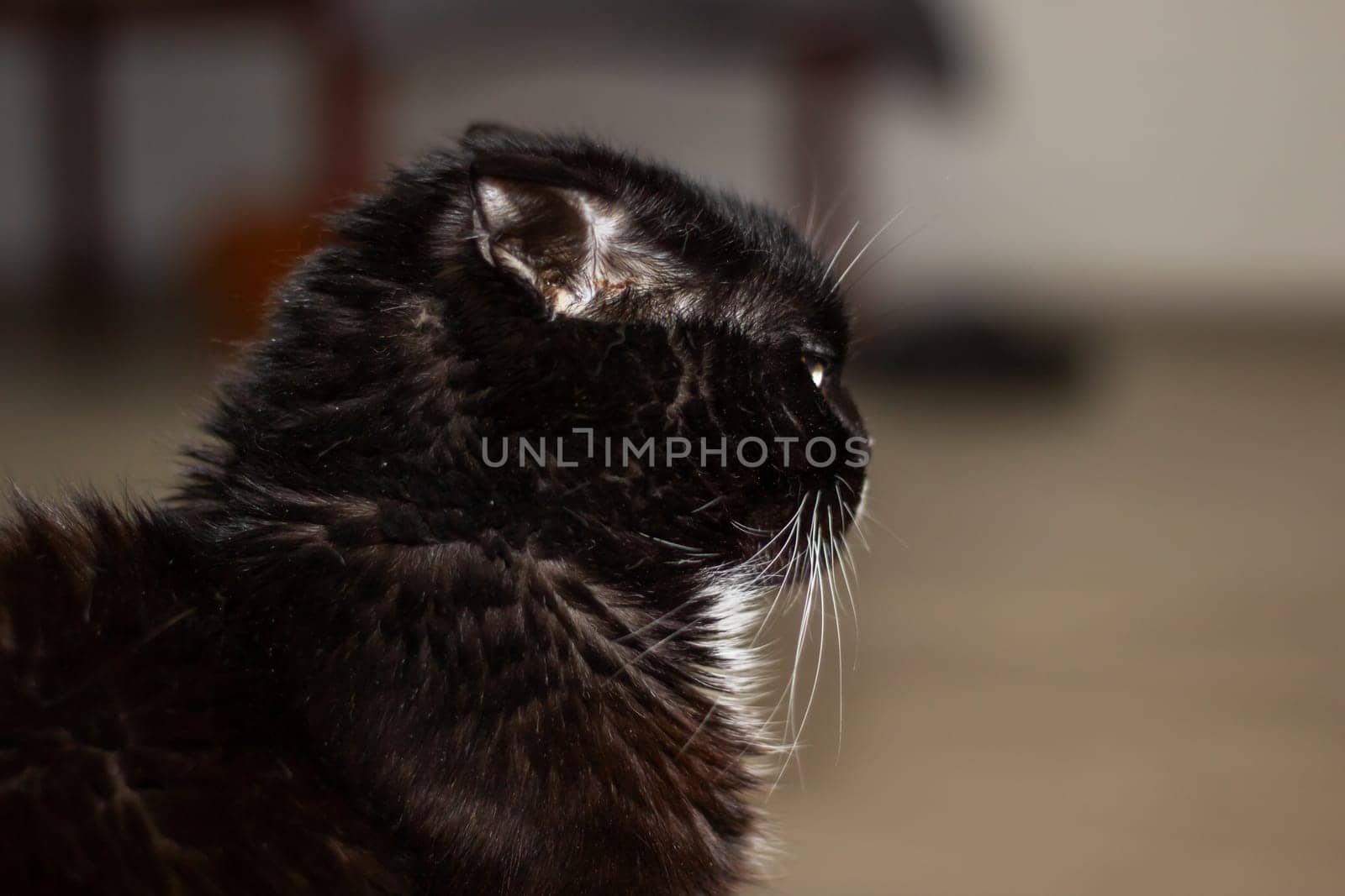 A domestic shorthaired cat with black fur close up, yellow eyes, and a white nose