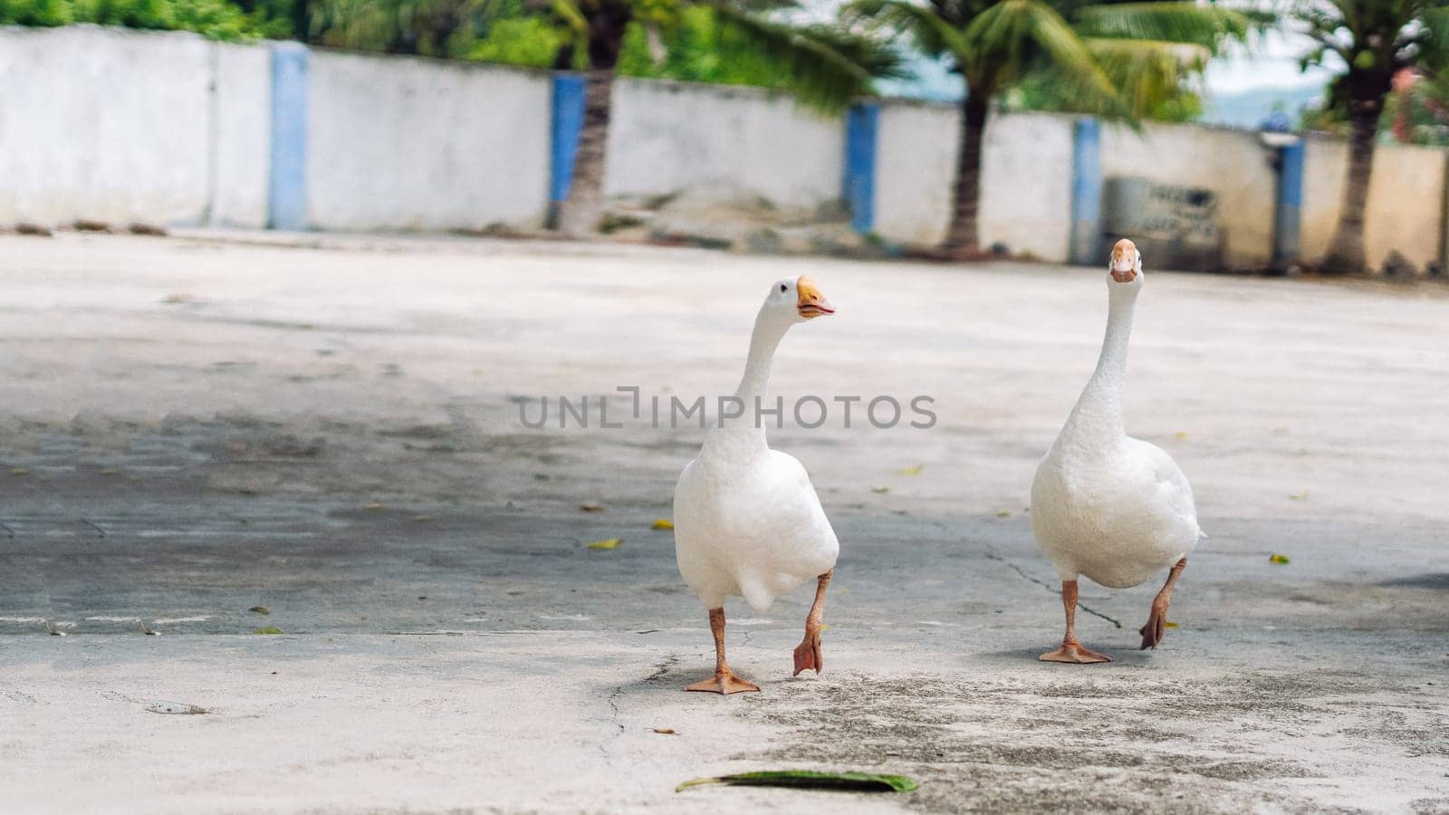 Several white geese walking together in small city. Craned necks. Summer mood, live close to domestic farm animals. Funny couple of friends by nandrey85