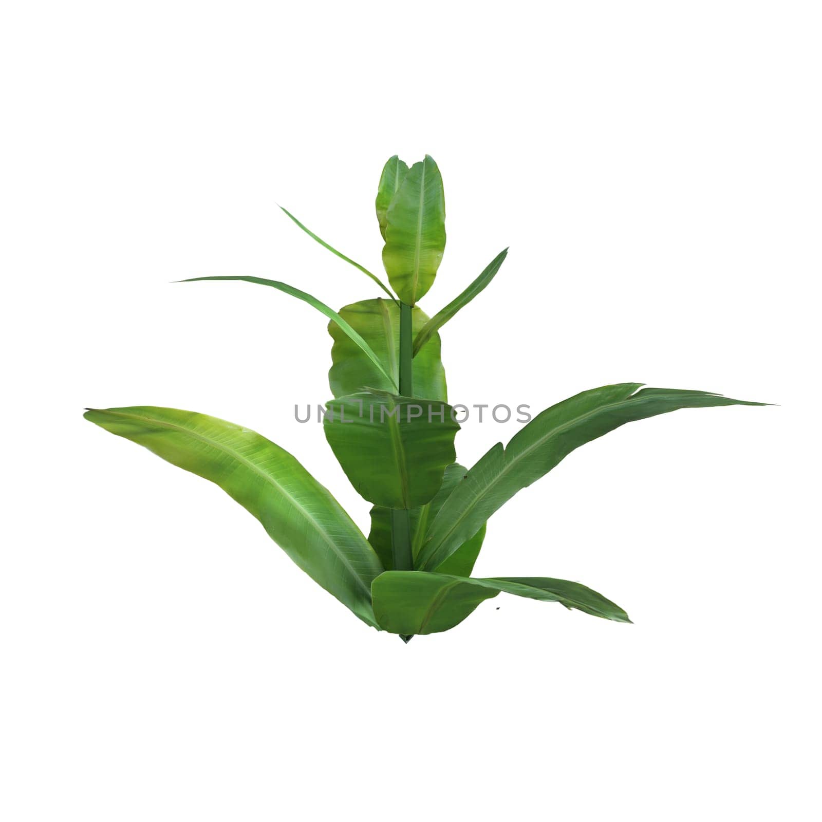 Plant isolated on white background. High quality 3d illustration