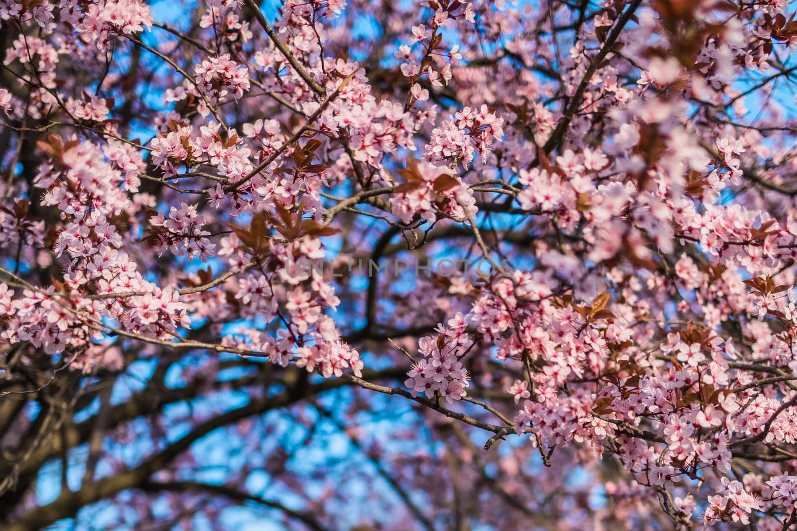 Selective focus of beautiful branches of pink Cherry blossom on the tree under blue sky, Beautiful Sakura flowers during spring season in the park, Nature floral background with copy space. Blooming and blossom by Satura86