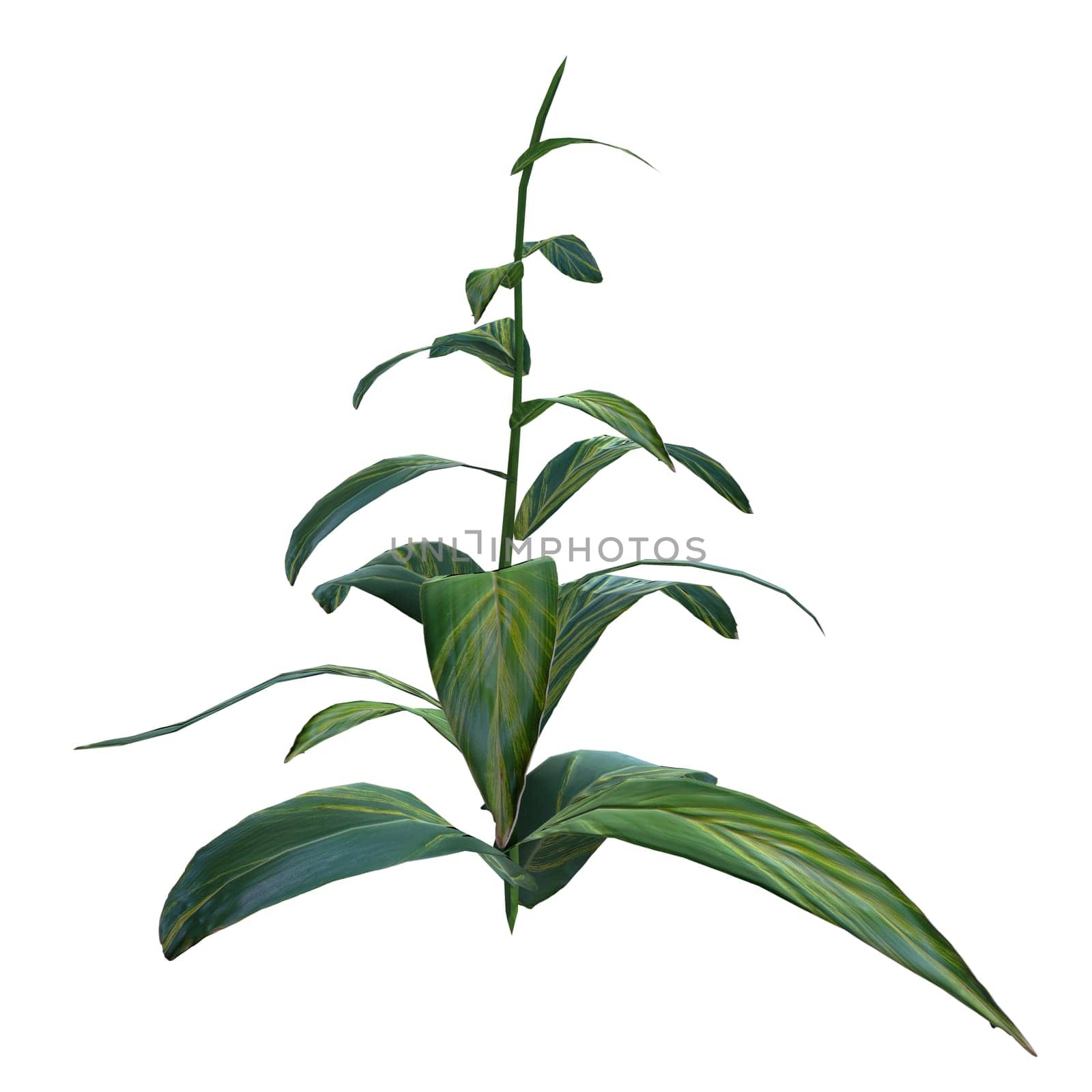 Plant isolated on white background. High quality 3d illustration