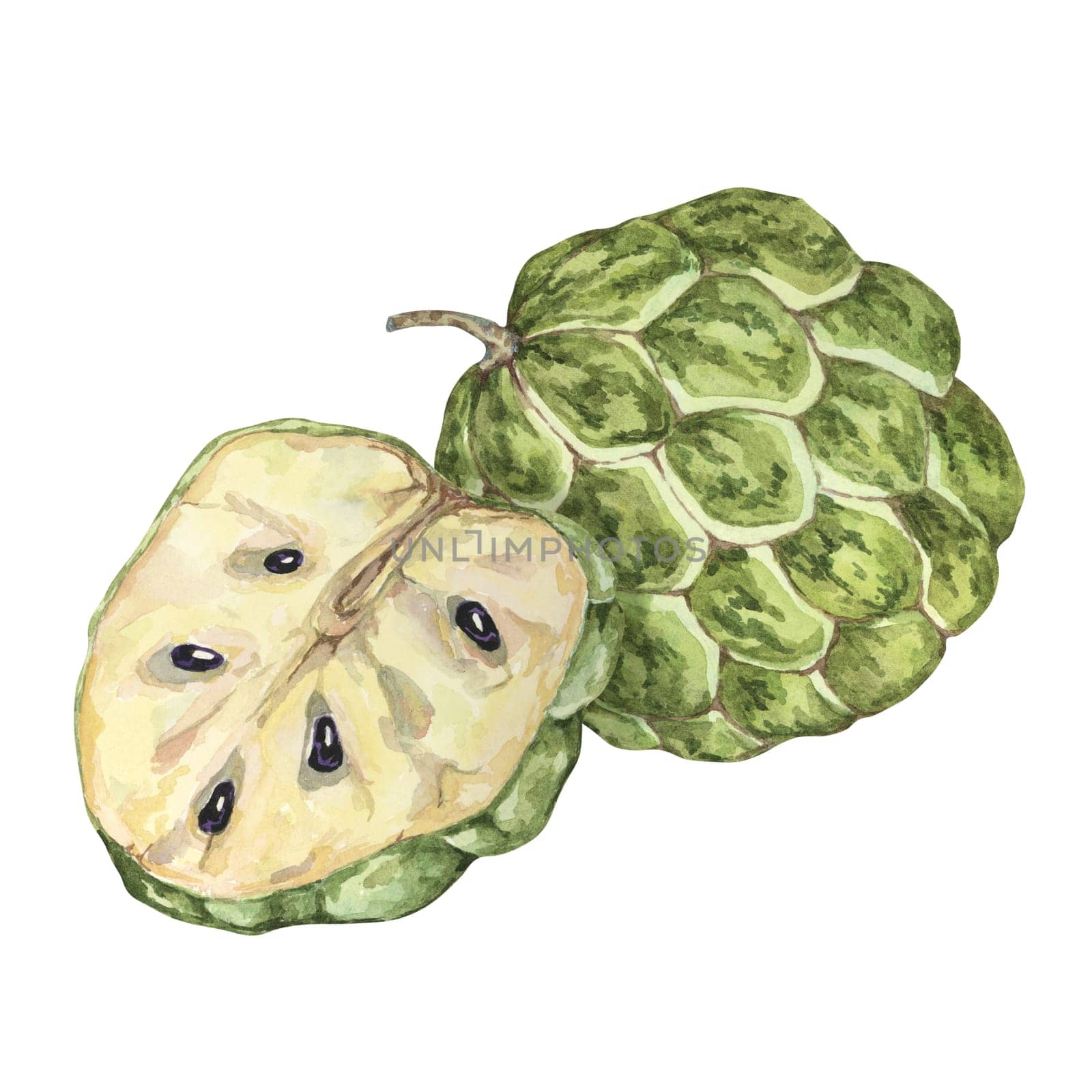 Green cherimoya exotic fruit whole and half. Hand drawn watercolor illustration of custard apple, sugar sweet apple for printing, packaging, sticker by Fofito