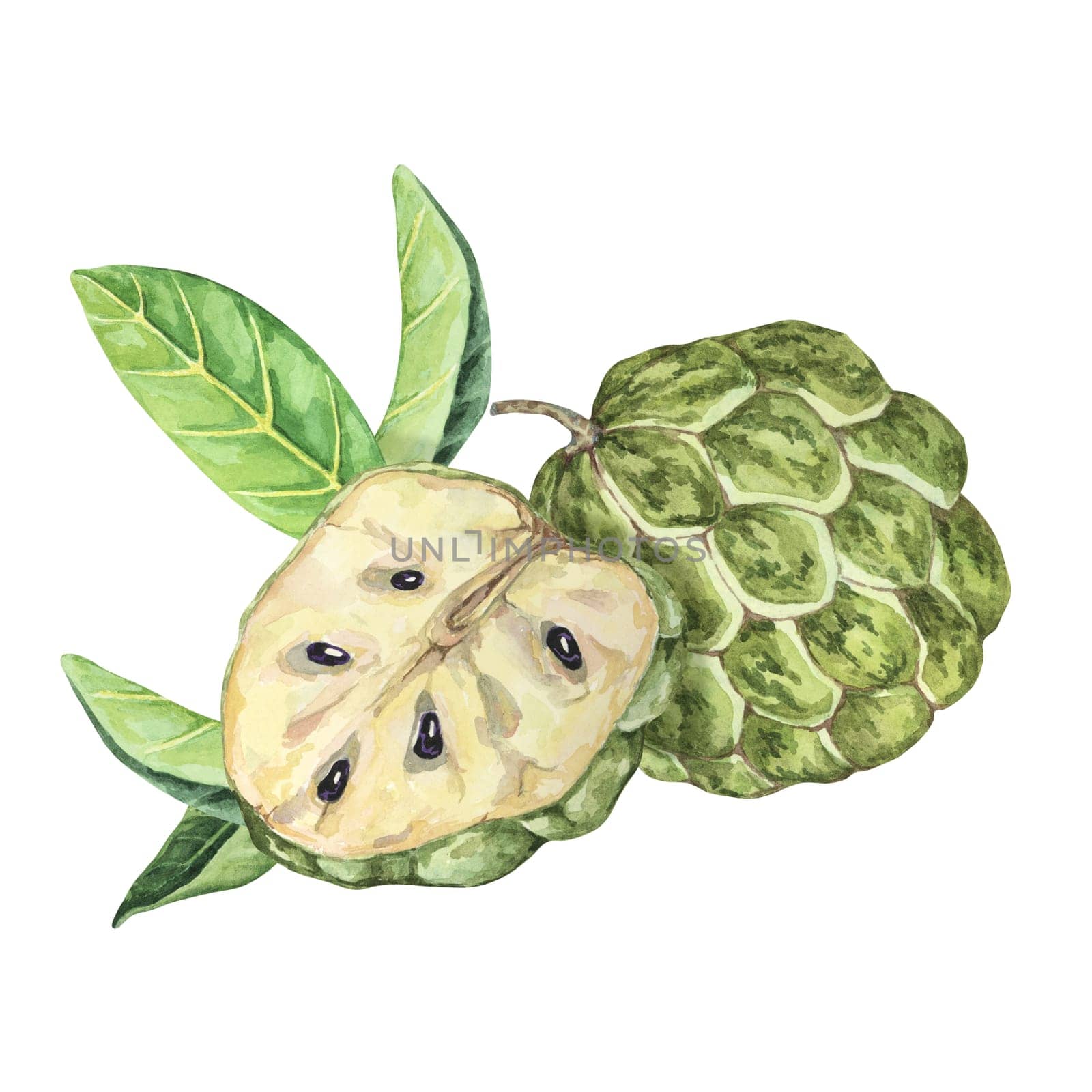 Ripe green whole and half of tropical cherimoya exotic fruit with leaves. Watercolor illustration of custard apple, sugar sweet apple for printing, packaging, sticker products, scrapbooking, food, tag