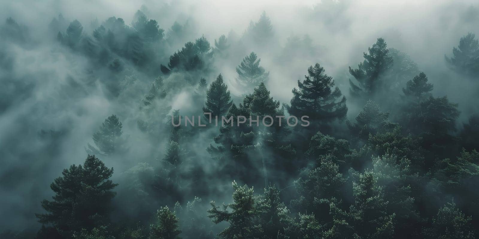 A foggy forest showcasing a dense population of towering trees by Kadula