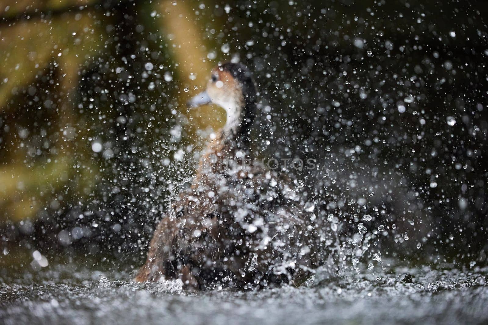 A duck bathes in a pond splashing water. Focus on drops by Viktor_Osypenko