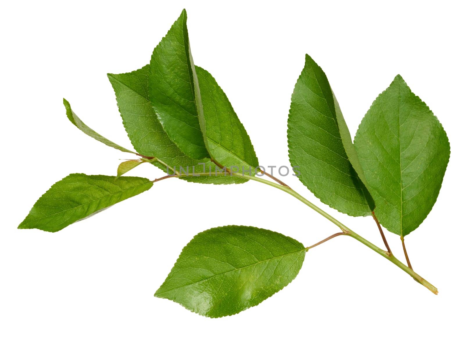 Cherry tree branch with green leaves on isolated background