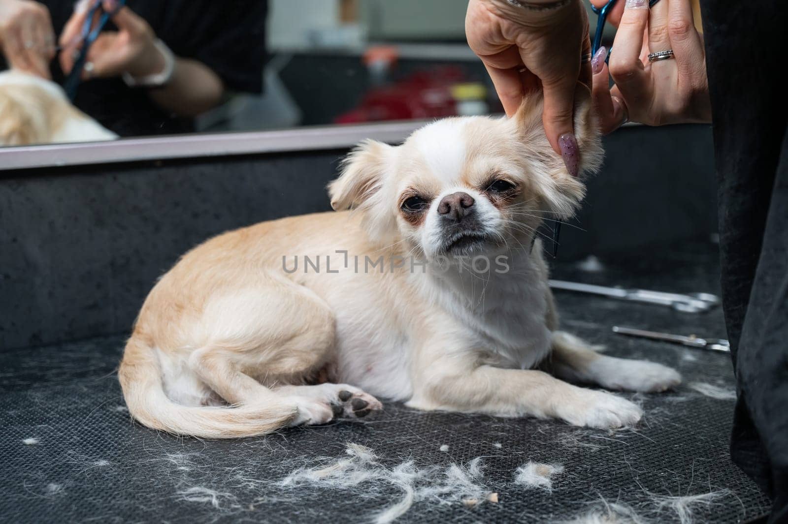 Woman cutting cute shorthair chihuahua dog in grooming salon