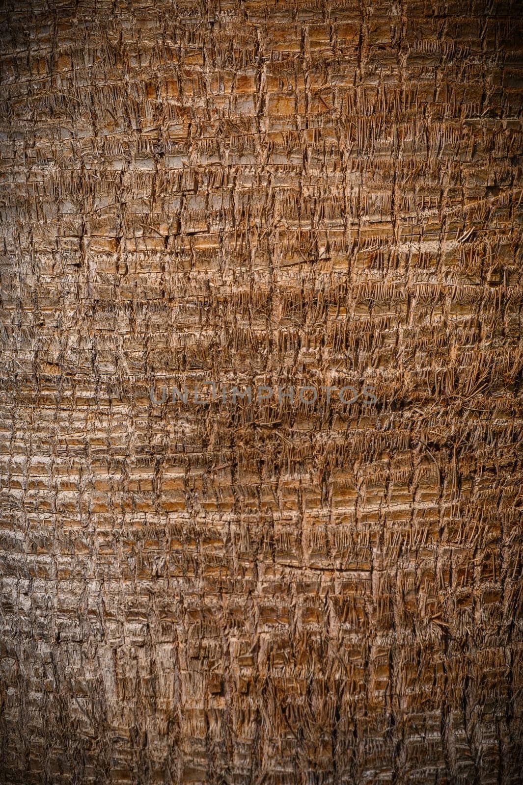 texture and detail of palm tree bark in a park. by Mixa74