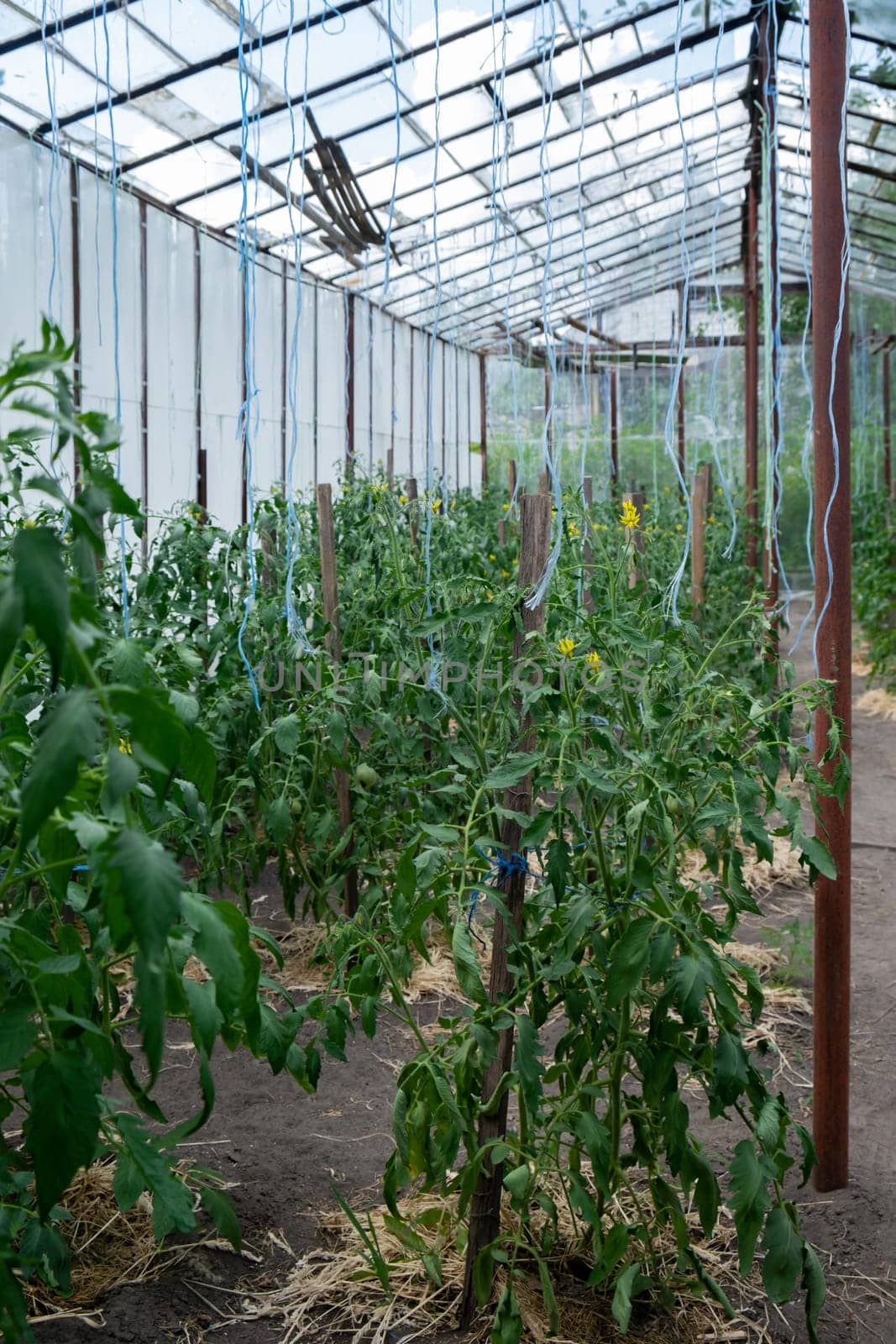 Glass Hothouse with green bush of raw grown tomatoes farming. Cherry tomatoes ripening on hanging stalk in greenhouse. Eco friendly vegan food produce