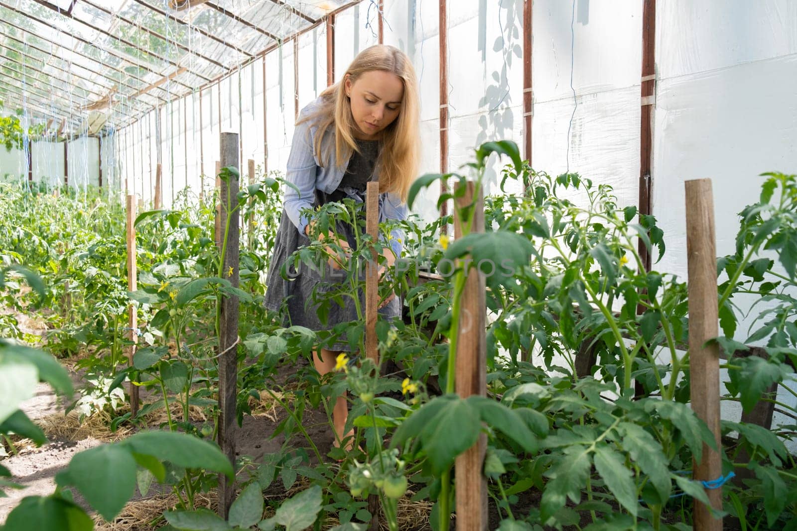 Farmer woman inspect Green tomatoes in home garden greenhouse. Concept of locally grown organic vegetables food produce. Sustainable small business by anna_stasiia