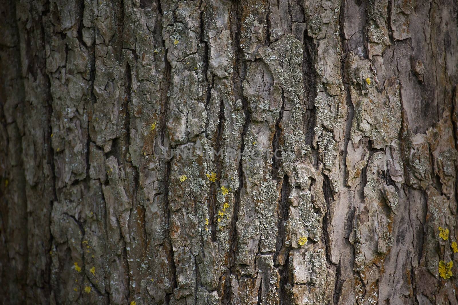 Close up view of the bark on a tree trunk fills the frame, with natural light illuminating its texture and details