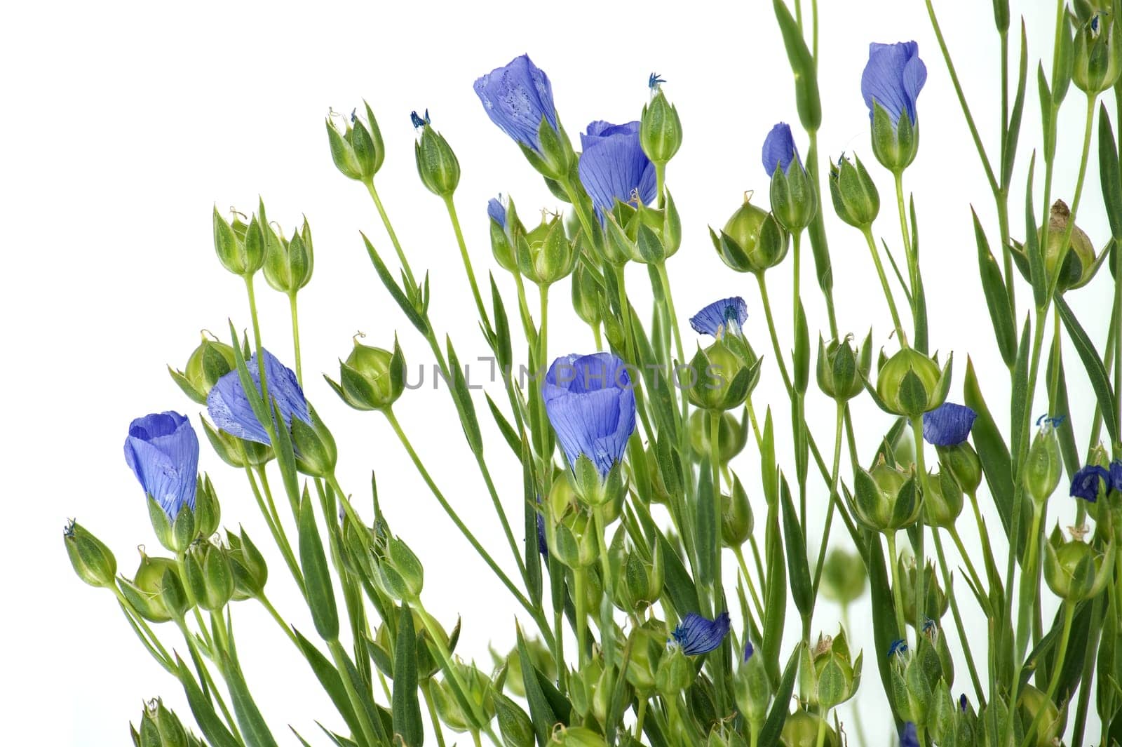 Blue flax blossom in close up over white background by NetPix