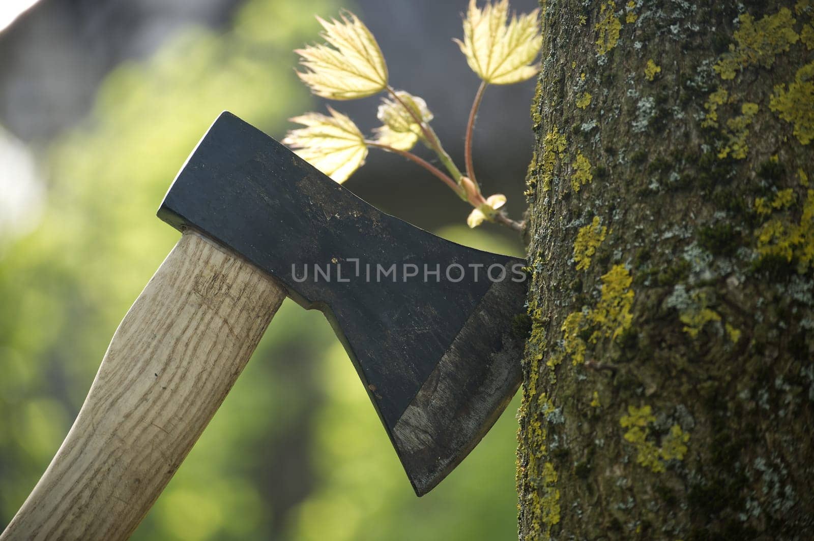 Hatchet or ax stuck in a tree stump against of blured forest background. Deforestation, forest clearance or firewood preparation for winter