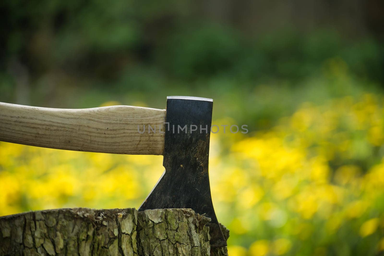 Axe stuck in tree stump in background of forest by NetPix