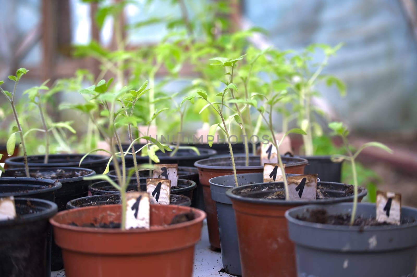 Assortment of potted plants is neatly organized indoors, featuring pots that differ in color and size, each nurturing tomato seedlings