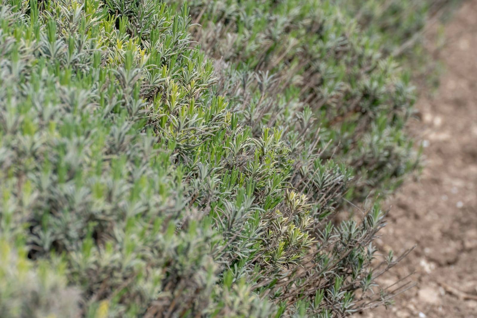 Lavender bushes in the spring before the baby season. The plants are green and growing in the field. by Matiunina