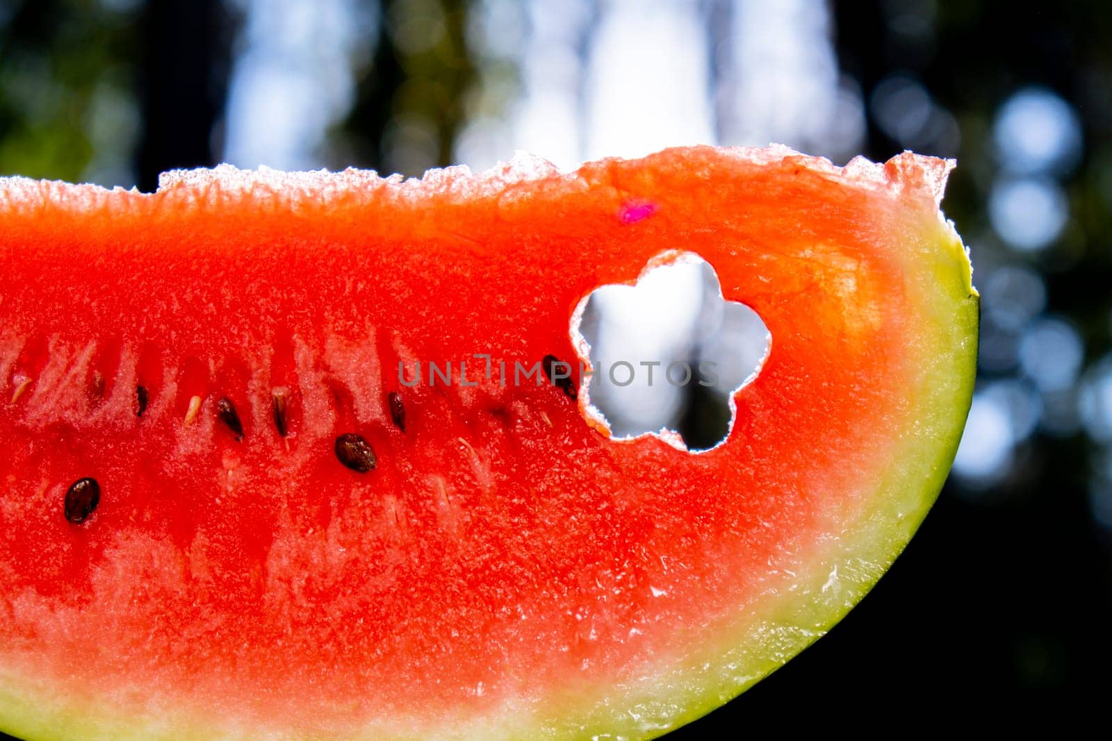 Fresh juicy red watermelon slice flower shaped in hands on background of outdoor garden in summertime during sunset. Concept of summer holidays and vacation. Slow-living simple pleasures