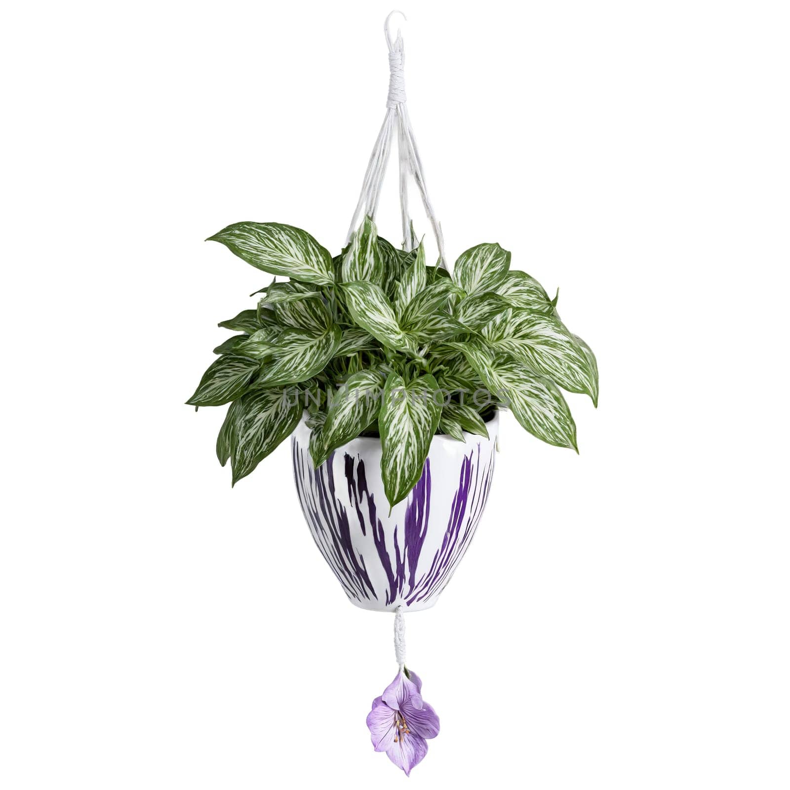 Tradescantia vibrant purple and silver striped leaves trailing from a small white ceramic hanging planter by panophotograph