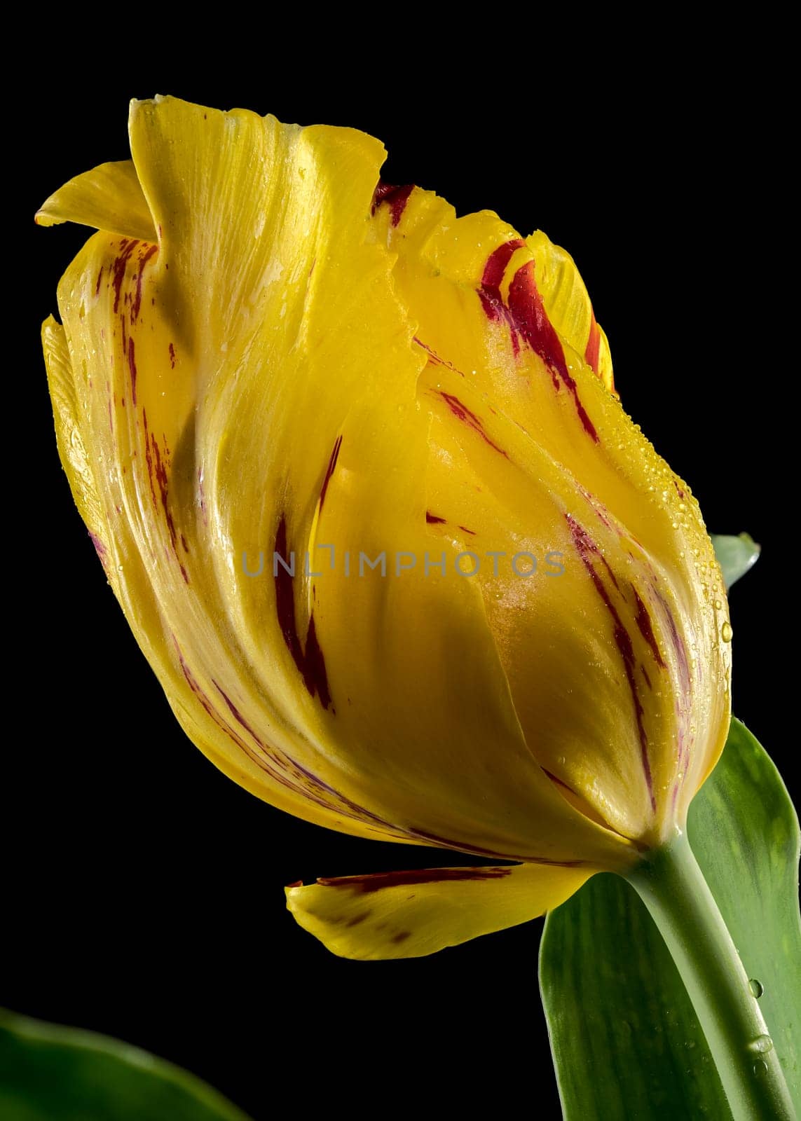 Blooming Tulip La Courtine Parrot on a black background by Multipedia