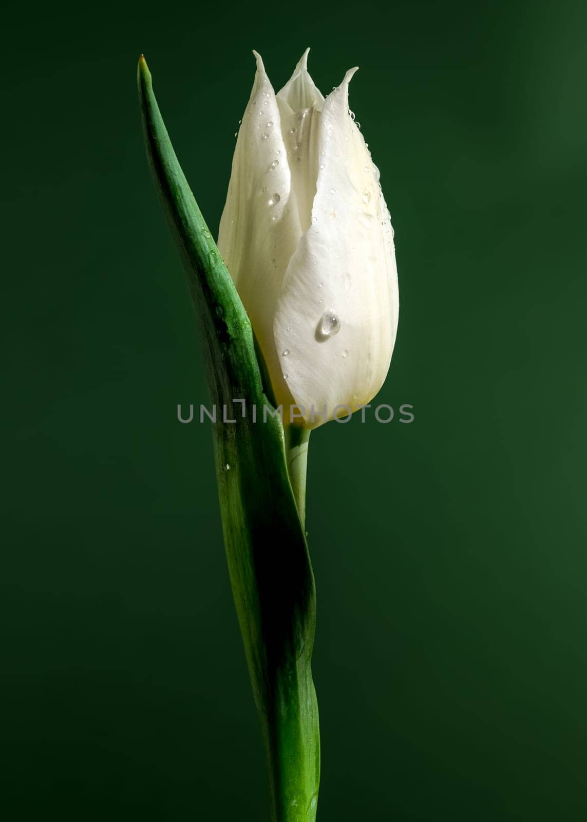 Blooming Tulip white master on a green background by Multipedia