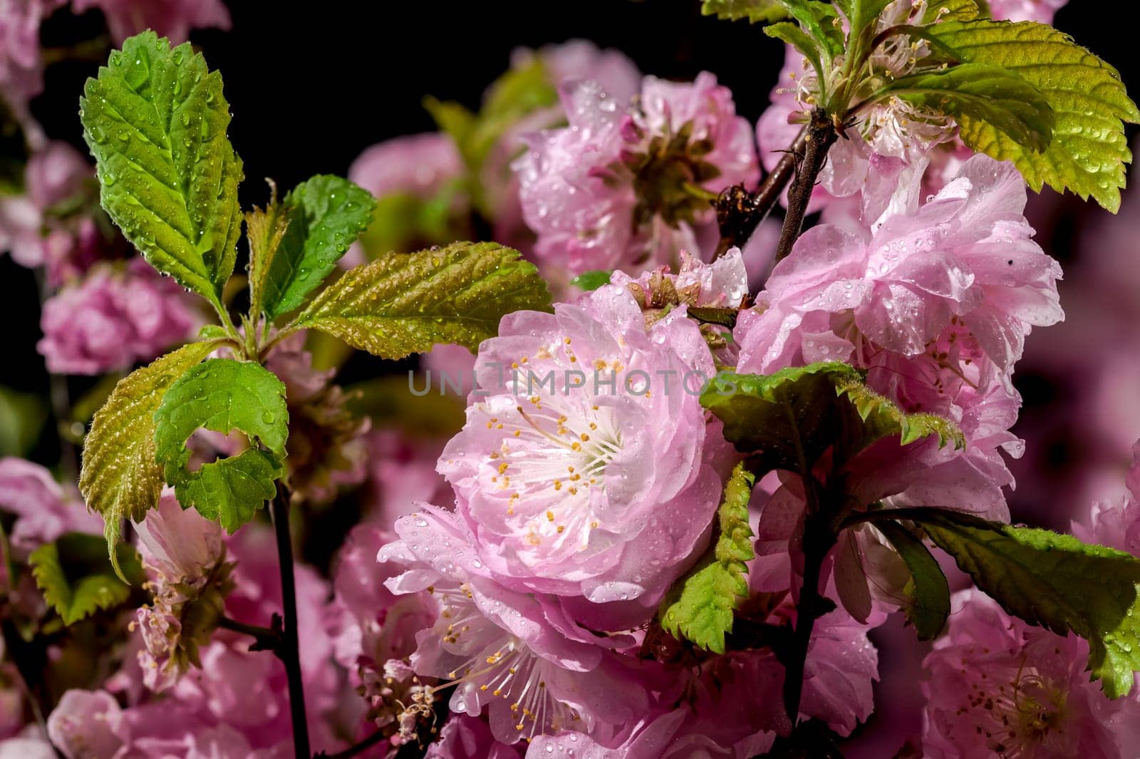 Beautiful pink Almond Prunus triloba blossoms on a black background. Flower head close-up.