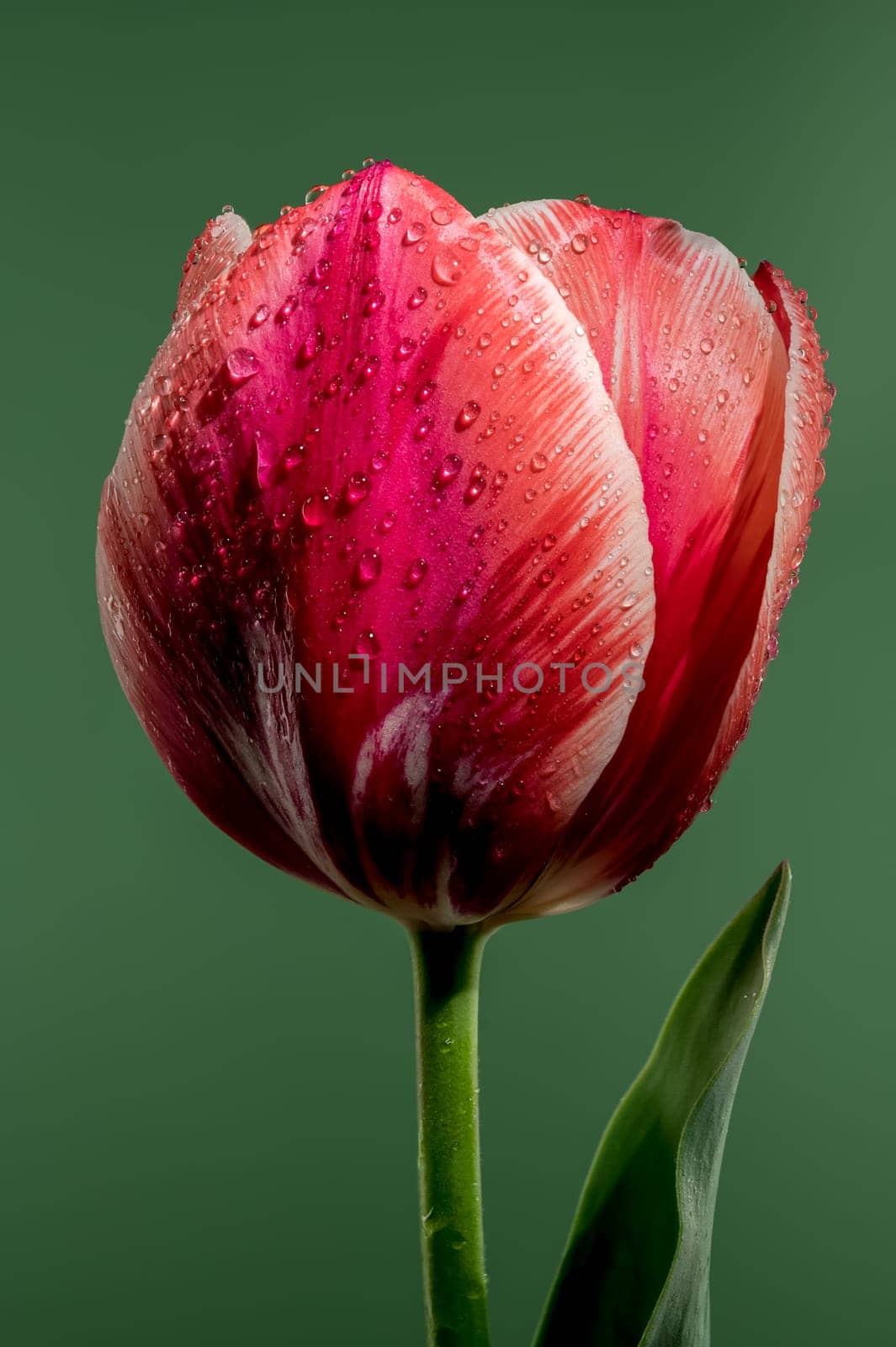 Blooming red tulip on a green background by Multipedia