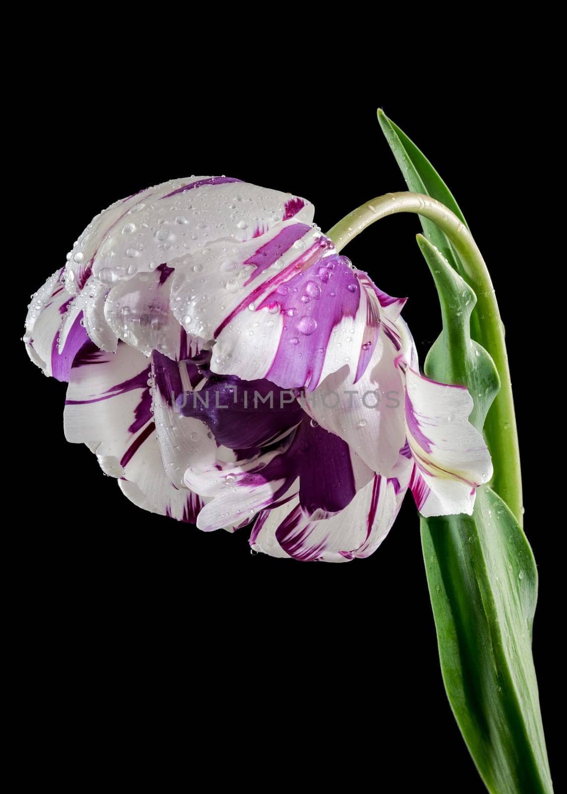 Blooming Tulip Jonquieres on a black background by Multipedia