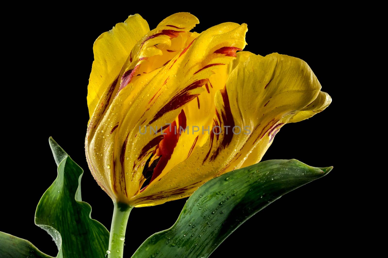 Blooming Tulip La Courtine Parrot on a black background by Multipedia