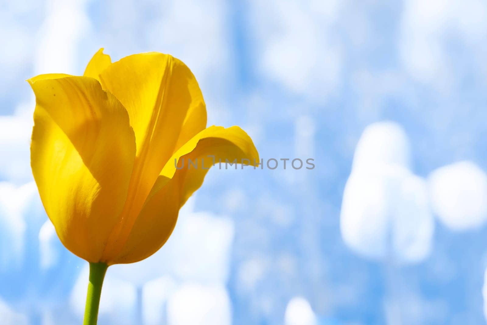 Delicate yellow tulip flower close up on frozen winter blue background by jovani68