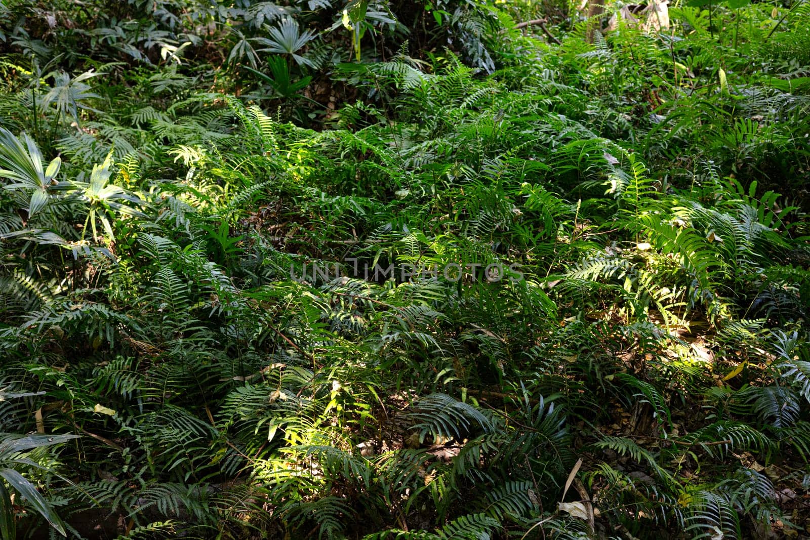 The fresh foliage natural backdrop. Overgrown green fern leaves deep in the woods on a sunny summer day. 