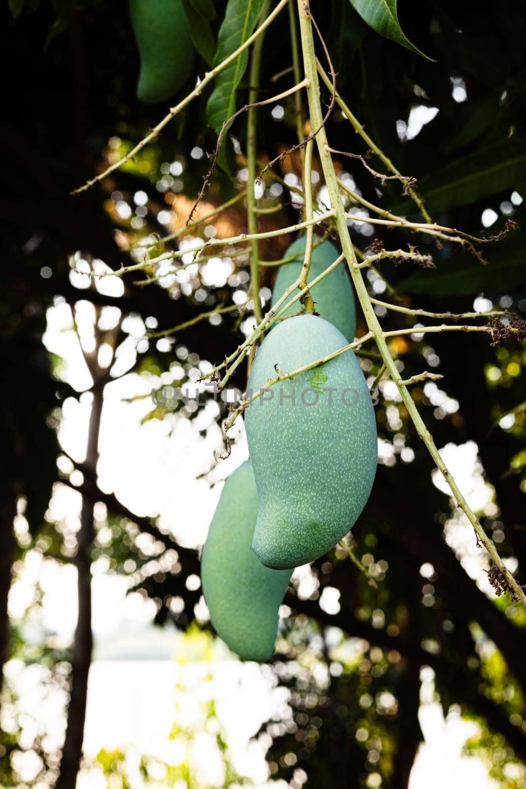 Tree with green mango fruit in the garden.  A bunch of mango with blur leaf background. 