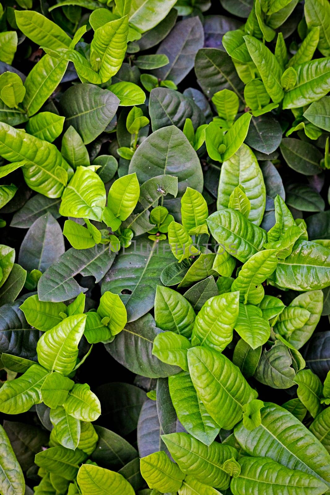 Green Leaf Wallpaper by urzine