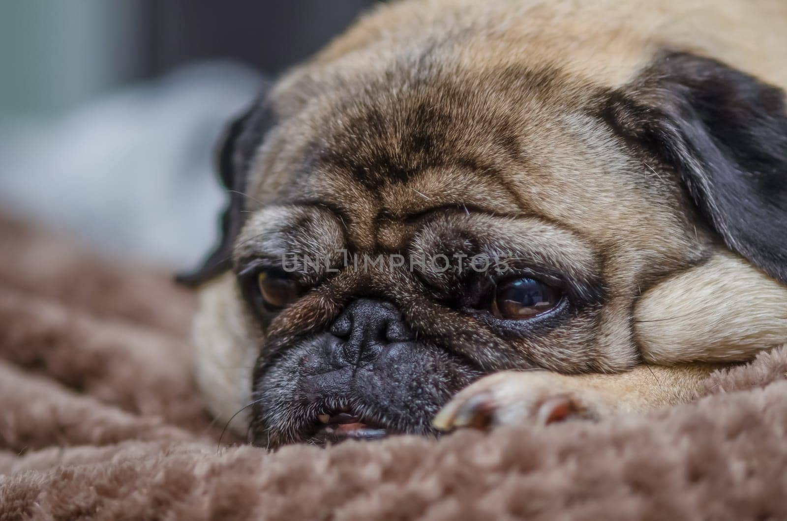 old pug resting on the sofa in the apartment