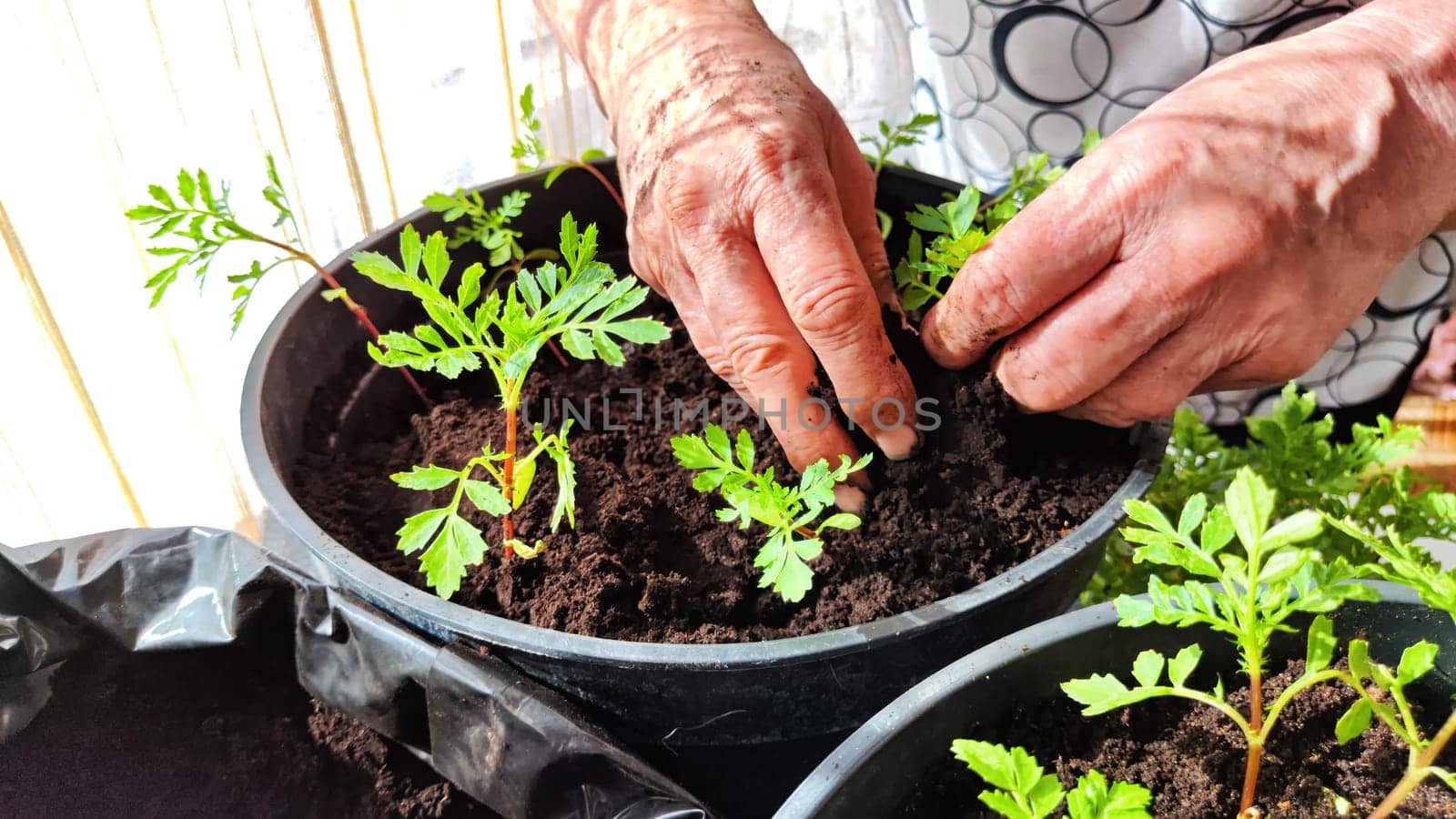 Planting marigold flowers in pot. Reproduction of plants in spring. Young flower shoots and greenery for garden. The hands of an elderly woman, a bucket of earth and green bushes and twigs with leaves by keleny