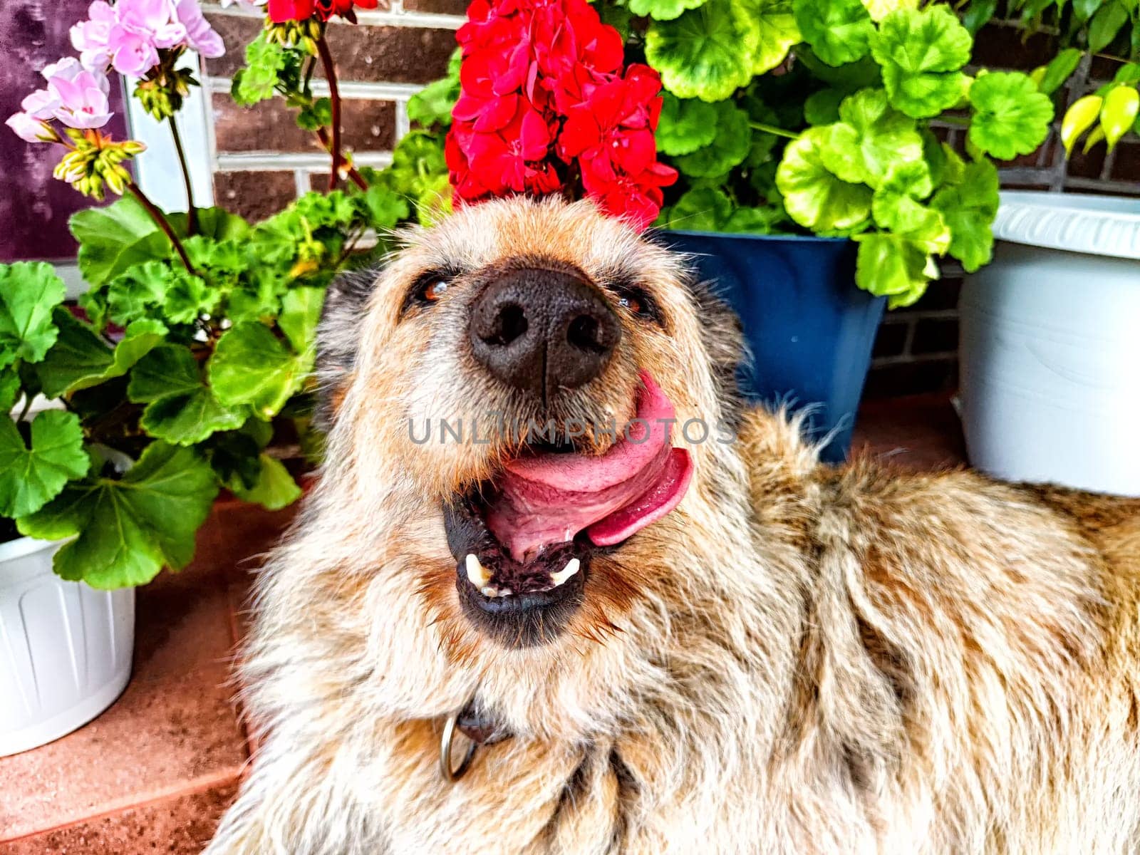 Alert Mixed-Breed Dog Sitting on Patio Surrounded by Potted Plants by keleny