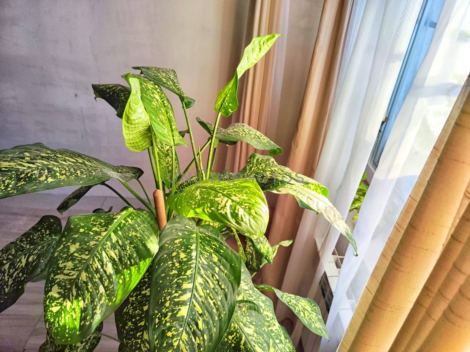 Dieffenbachia plant in a pot by the window with curtains. Interior in light colors. Background with a plant with green leaves and fabric by keleny