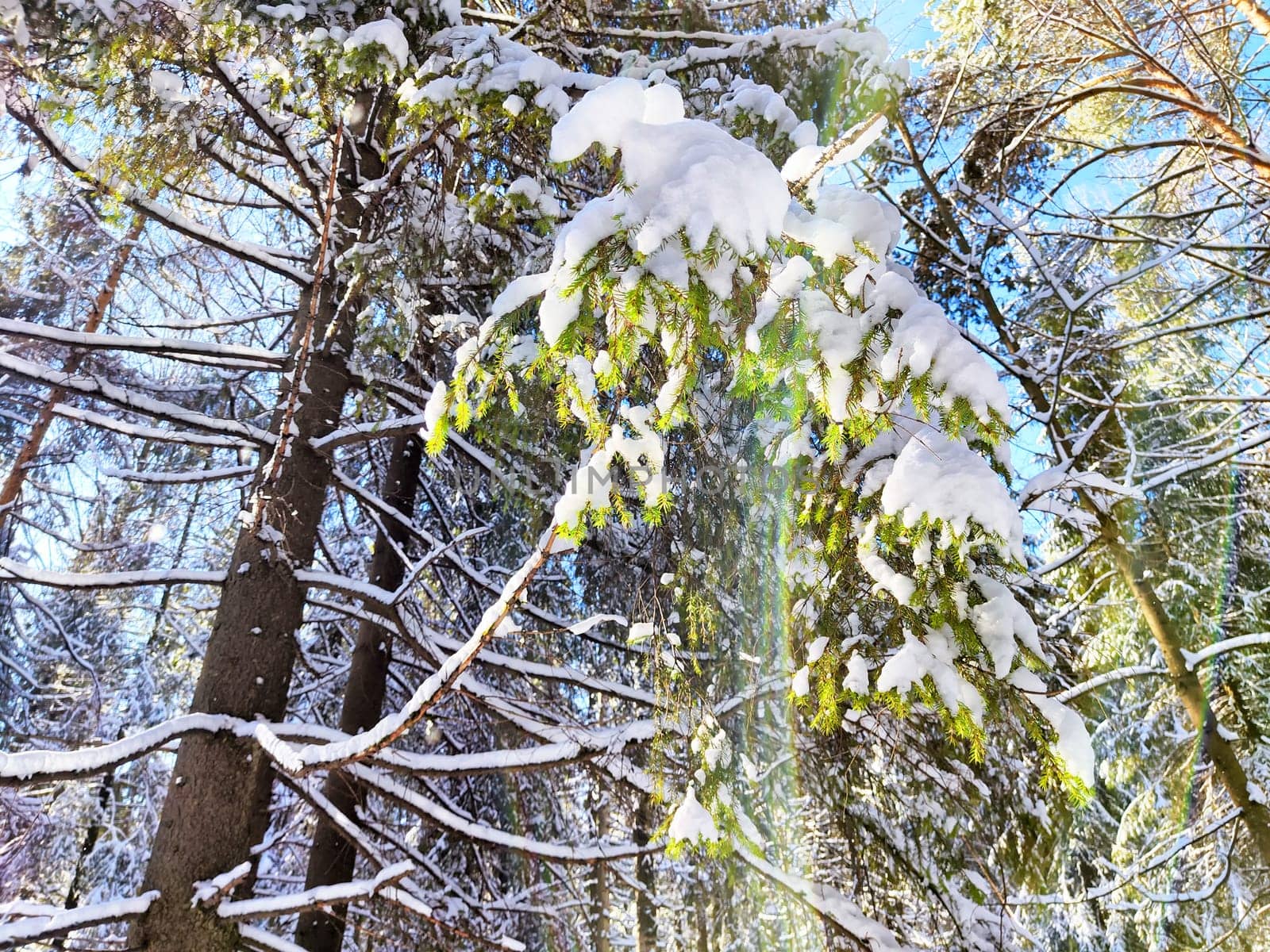 Snow-Covered Branch in a Winter Forest With Sunlight. Snow blankets a coniferous branch against a backdrop of a sunny winter forest