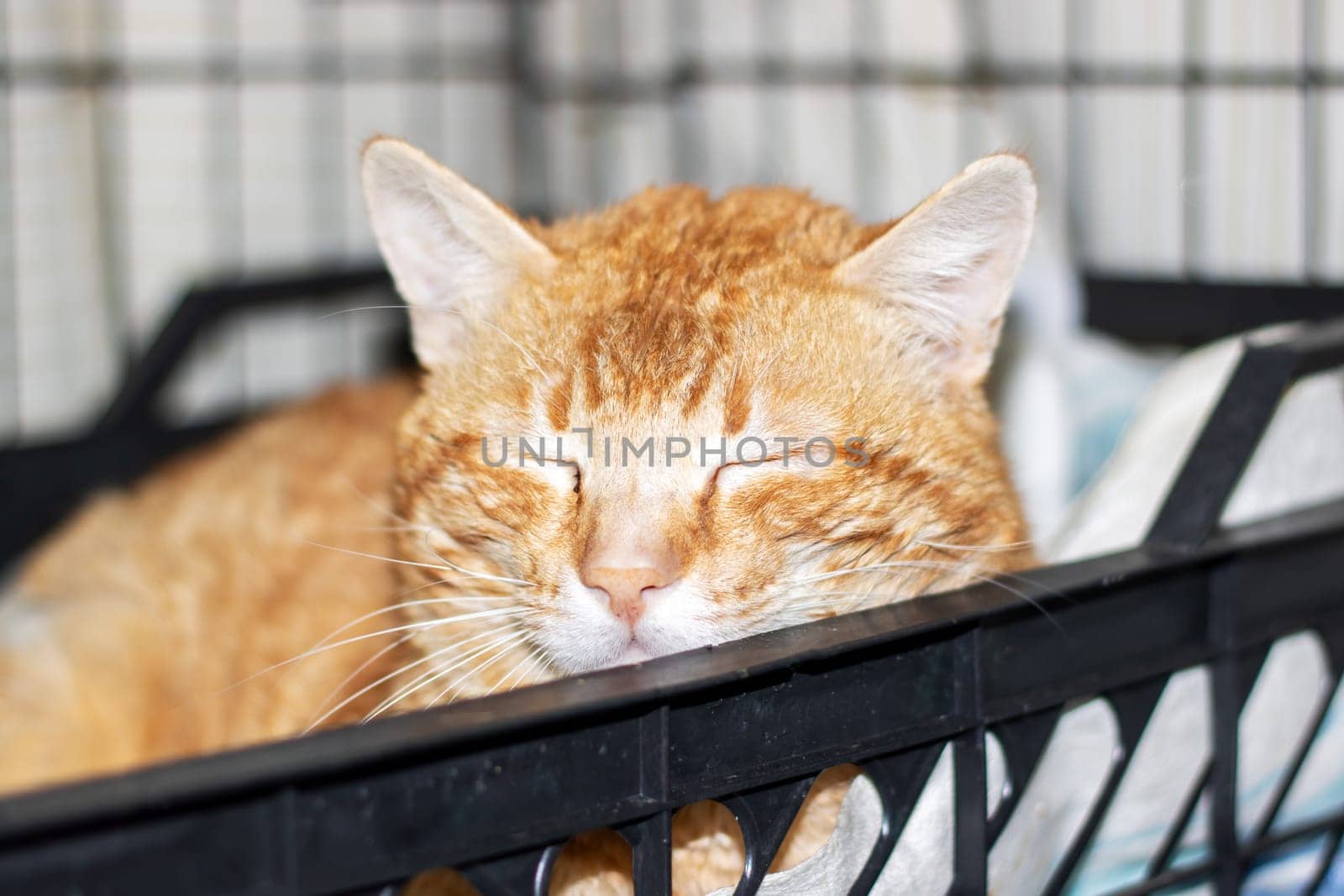 A Felidae, small to mediumsized carnivore cat with fawn fur is peacefully laying in a black basket with its eyes closed by the window, showcasing its whiskers and snout