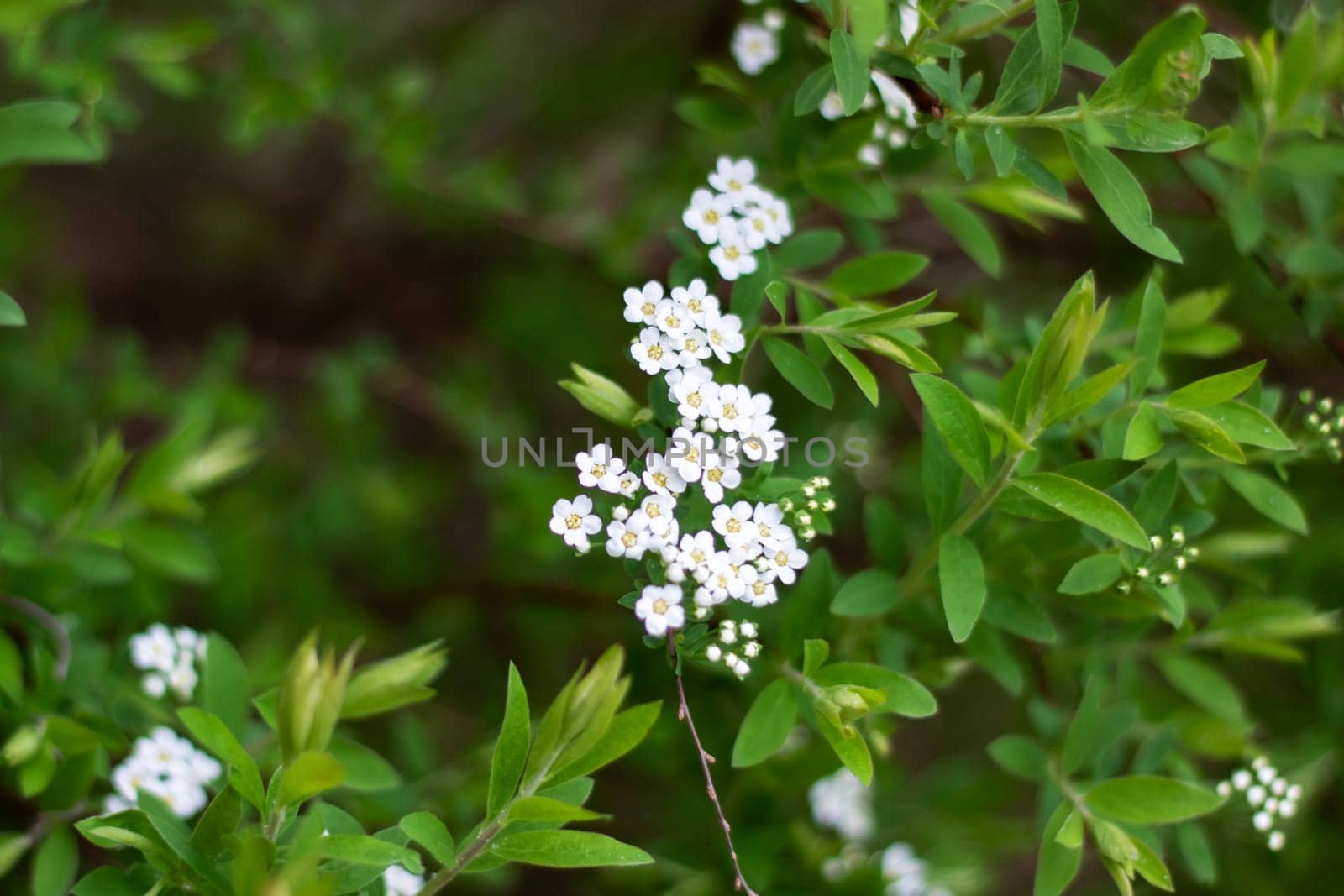 A flowering subshrub with white petals and green leaves, ideal as groundcover by Vera1703