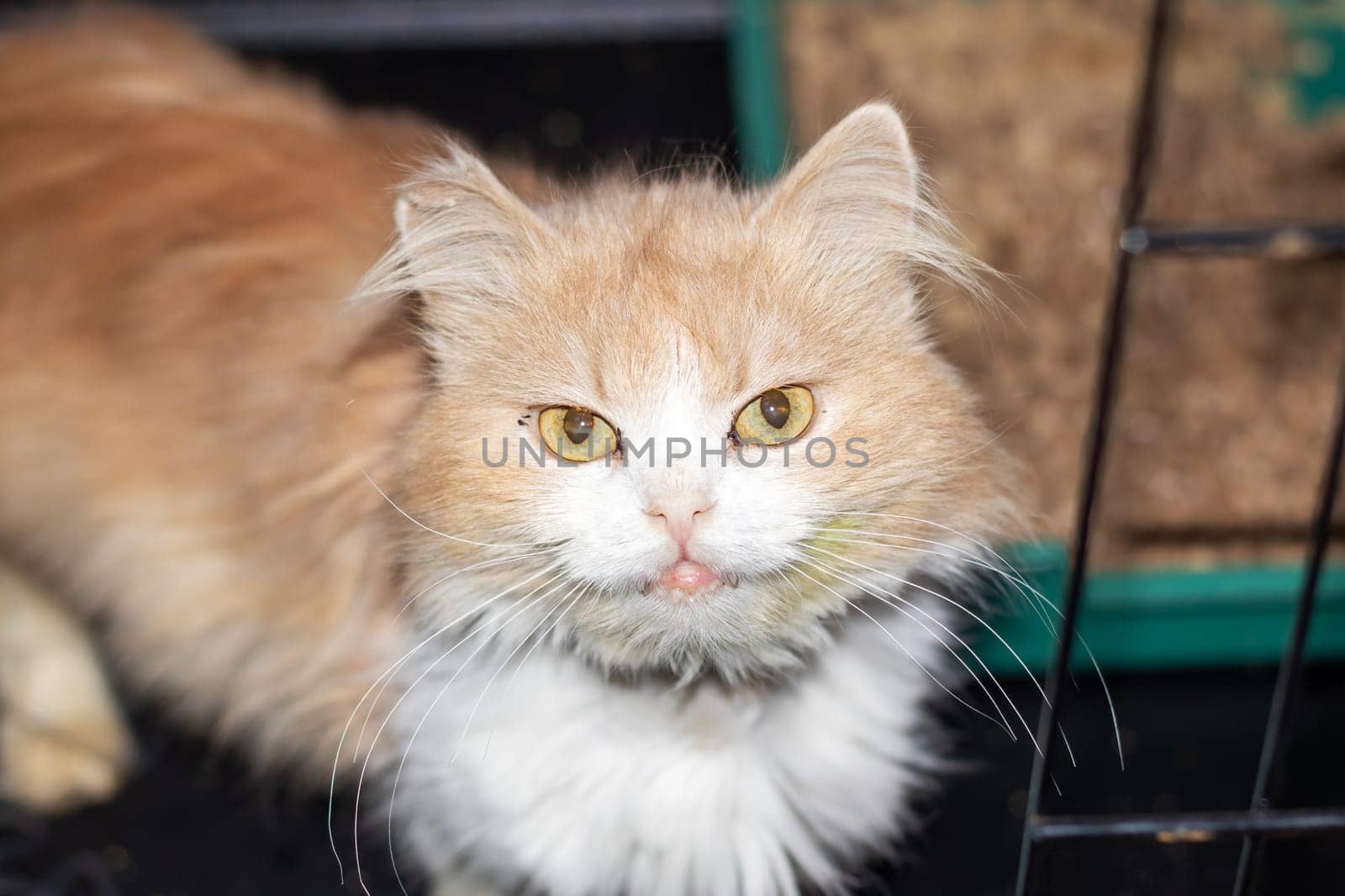 A domestic shorthaired cat with fluffy orange and white fur and whiskers is gazing curiously at the camera, showcasing typical traits of small to mediumsized cats in the Felidae family