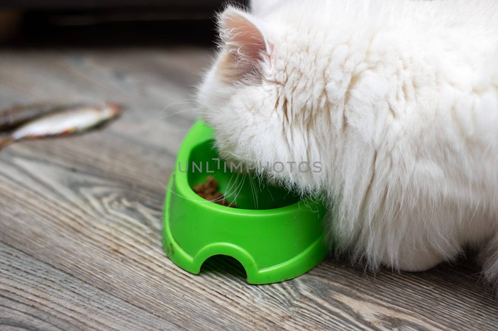 A Felidae carnivore, the white cat with whiskers is eating food from a green bowl. This small to mediumsized mammal is a popular pet supply, known for its keen vision care