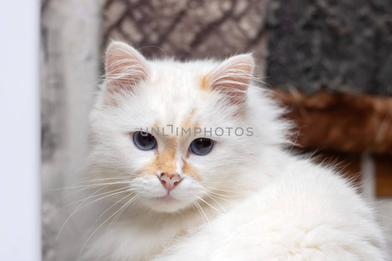 Closeup of a small white Felidae with blue iris and whiskers by the window by Vera1703