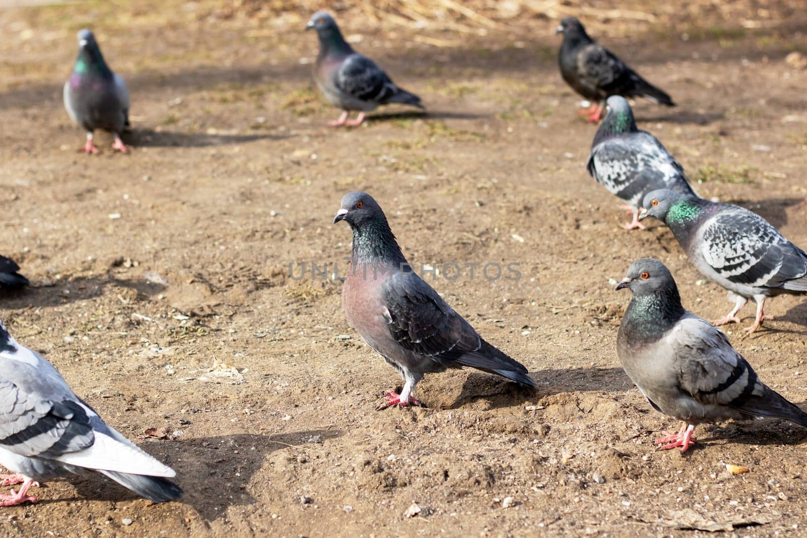 A group of pigeons with black, blue, and green feathers stand on the dirt ground. As vertebrate organisms, they make a beautiful sight in nature