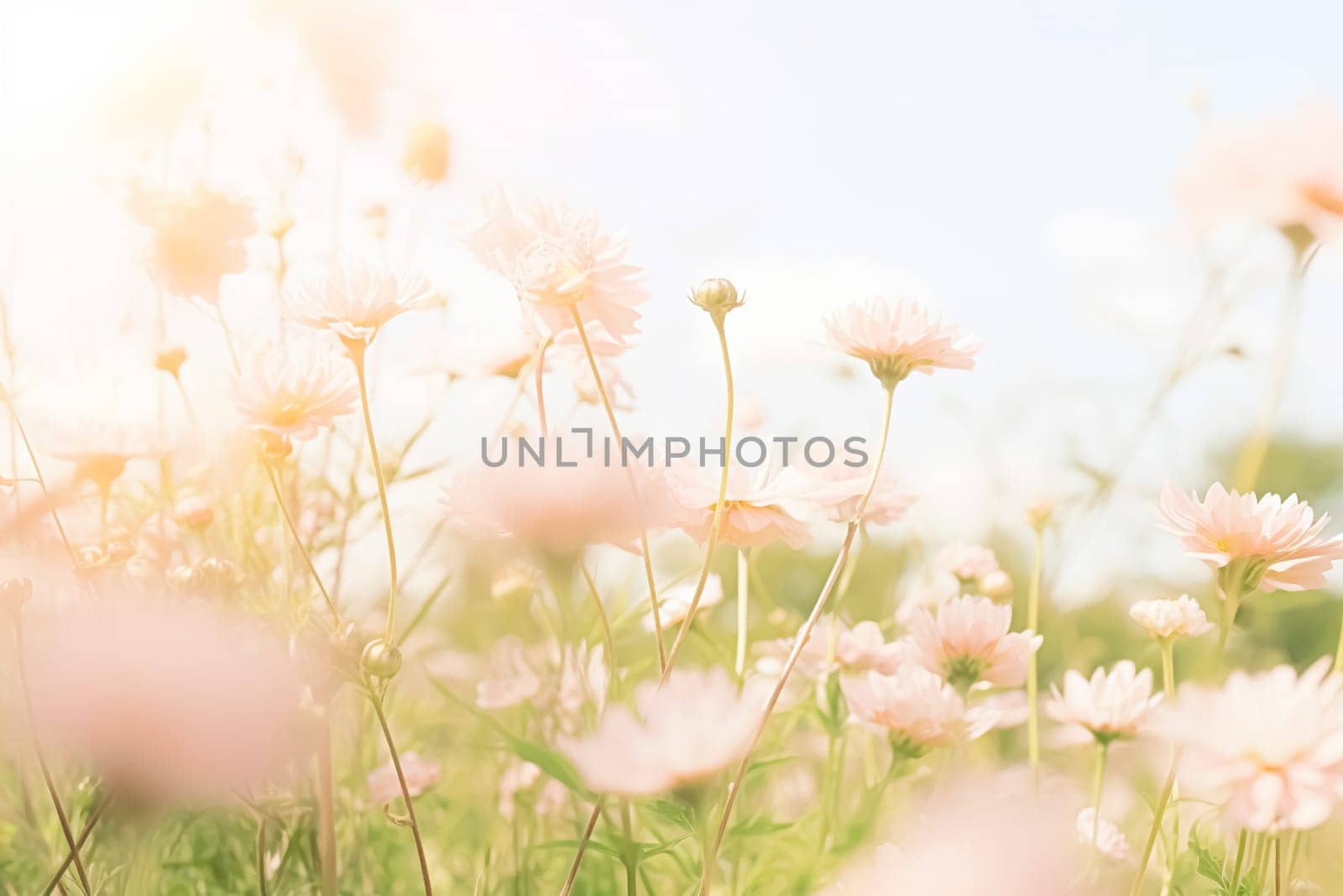 Picturesque meadow filled with vibrant wildflowers, basking in the warm sunlight of the English countryside, nature background idea