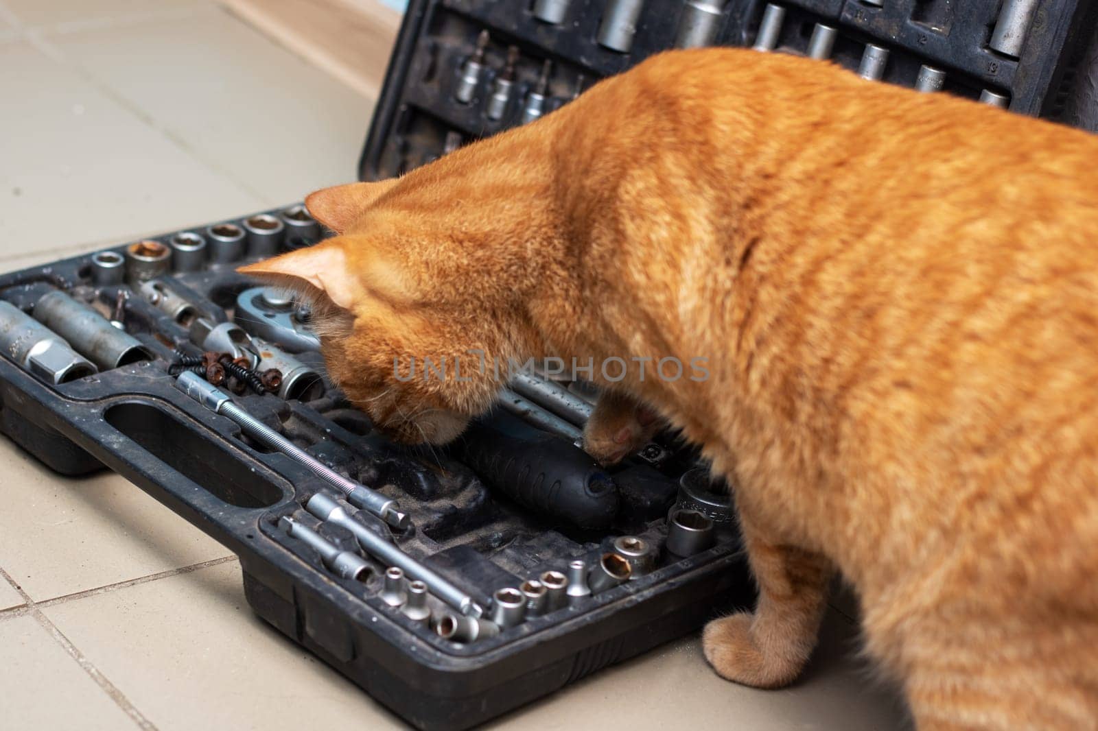 Feline using whiskers to explore gadgets in toolbox by Vera1703