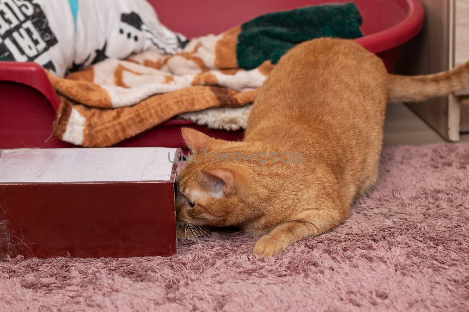 A feline Felidae, with orange fur and whiskers, lounges on a pink rug near a wooden box labeled Friday. The small to mediumsized cat finds comfort on the soft flooring